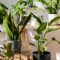indoor-plants