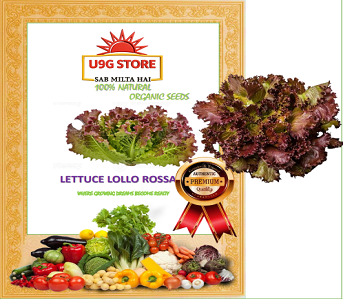 lettuce-lollo-rossa